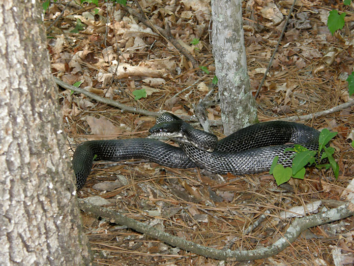 Anybody Seen My Focus? Black Rat Snake (Pantherophis obsoleta) Broad