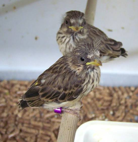 √ Cara Mudah Membedakan Anakan Blackthroat Jantan dan