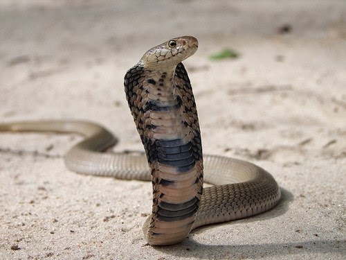 AVEEK Blogs Mozambique spitting Cobra AVEEK Blogs Mozambique spitting Cobra