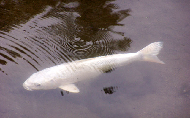 budidaya ikan koi