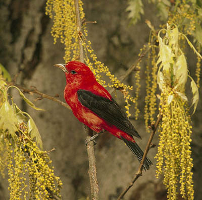 Photo of Scarlet Tanager on a branch Photo of Scarlet Tanager on a branch