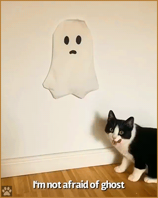 Art Cat with caption • Cat is not afraid from ghost, he loves ghosts, they're best friends