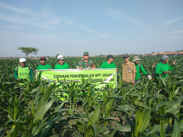 Sosialisasi Fermentasi Bakteri Bulai Pada Tanaman Jagung