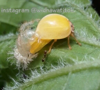 Benarkah Kepik Emas Langka Dan Harganya Mahal Inilah Fakta