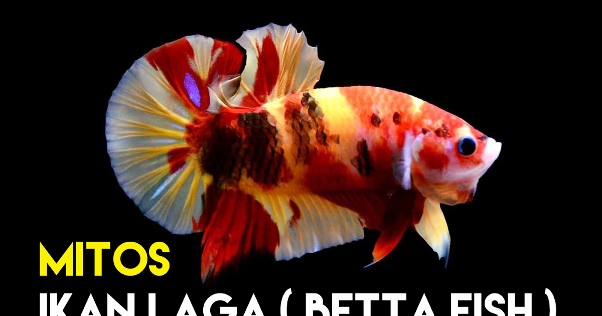 5 Salah Faham Tipikal Mengenai Ikan Laga ( Betta Fish ) - Some Bullet