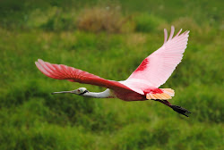 spoonbill bird roseate florida wading ajaja platalea iconic describe