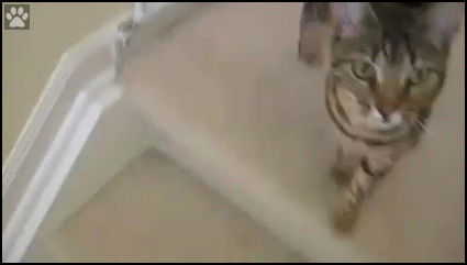 Weird Cat GIF • Amazing and funny new way of getting down the stairs for lazy Cats Weird Cat GIF • Amazing and funny new way of getting down the stairs for lazy Cats