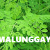 Malunggay, the wonder gulay