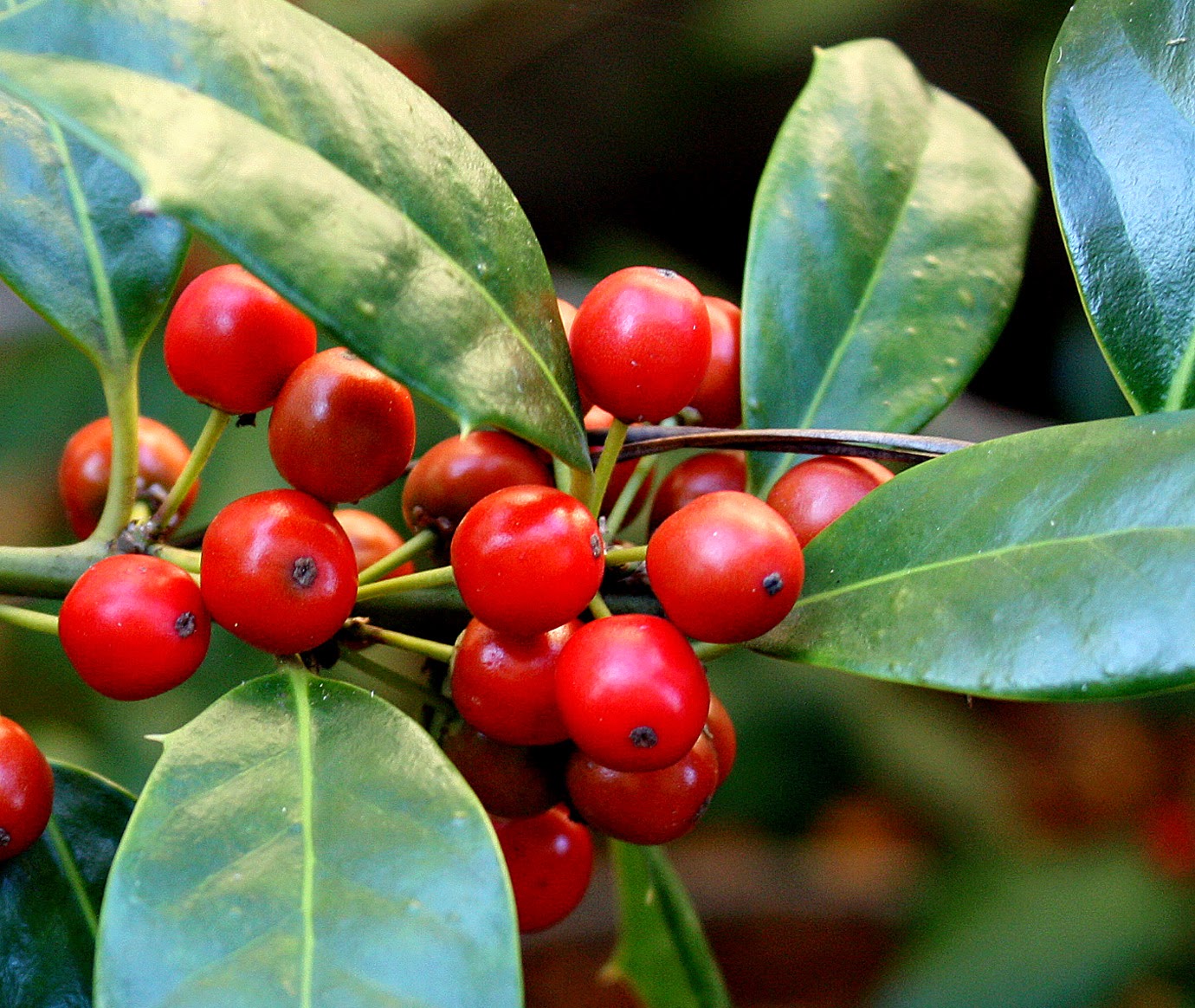 Southern Lagniappe Winter Berries