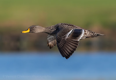 Birds in Flight Photography Training Classes Cape Town - Image Vernon Chalmers  :  Canon EOS 7D Mark II