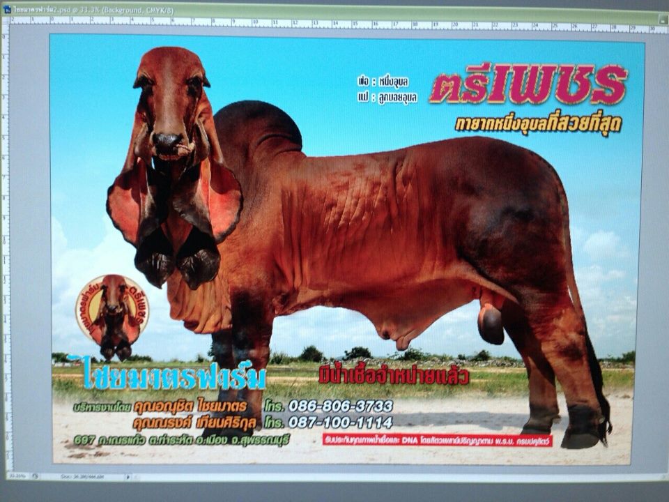Smart Cowboy : โคพันธุ์อินดูบราซิล​ -​ Indu Brazil​ Cattle​