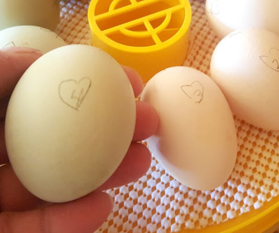 How Often Should I Turn My Hatching Eggs Fresh Eggs Daily