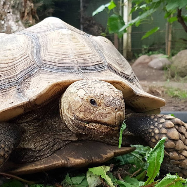 Pippi Langstrumpf, Kunst für Kinder und ein Besuch im Zoo: Ein toller Tag in und um Vejen. Der Glad Zoo ist einen Besuch wert!