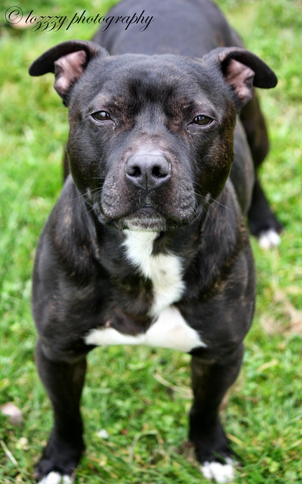 York RSPCA residents blog: For the love of Staffies