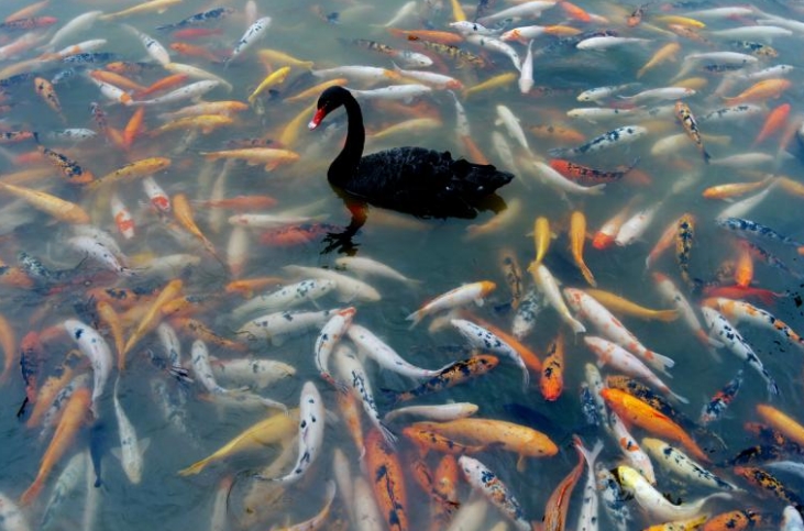 Earth’s largest freshwater creatures at risk of extinction - Pets Lovers