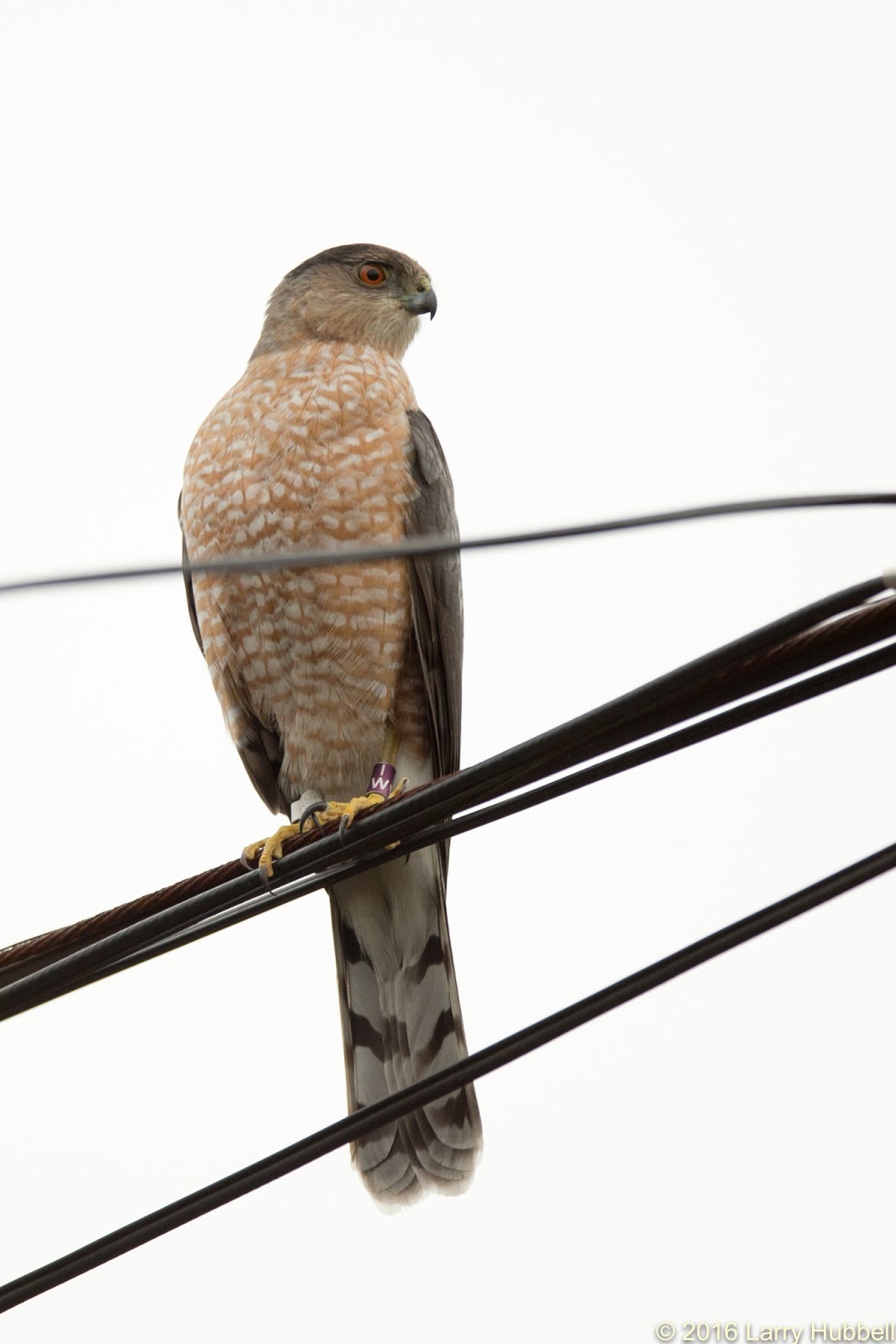 Whats For Lunch Asked Coopers Hawk >> Union Bay Watch A Hawk In The City Whats For Lunch Asked Coopers Hawk >> Union Bay Watch A Hawk In The City