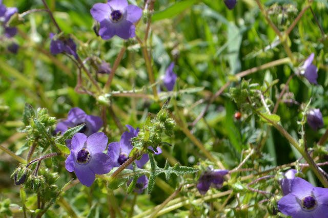 fiesta flowers