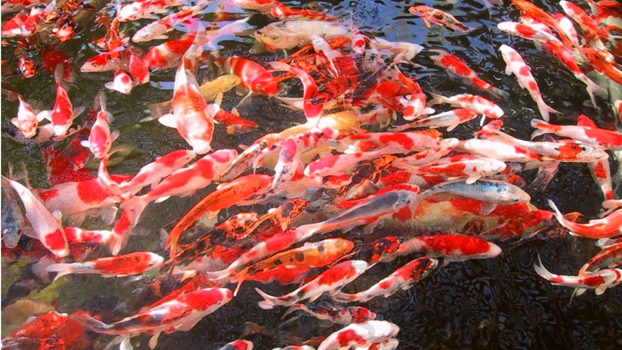Cara Budidaya Ikan Mas Koki, Panduan Lengkap Pemula – PANENLELE