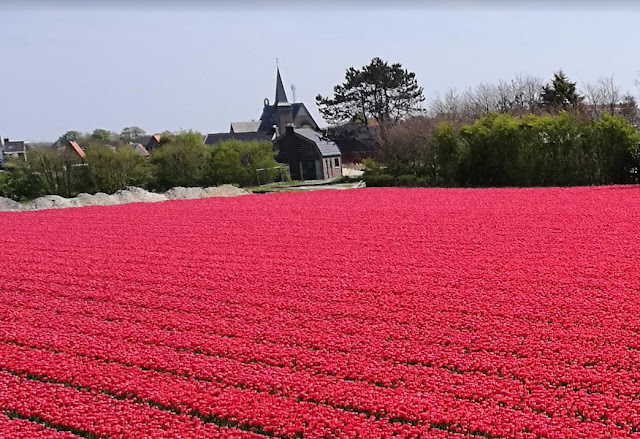 Wonderful tulips arrive in Holland! Untitled