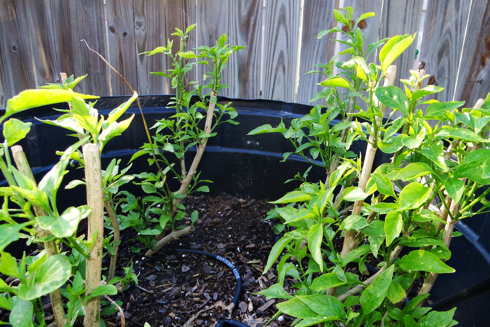 Alejandro Pepper Farm Peppers Plants 4 Weeks After Pruning