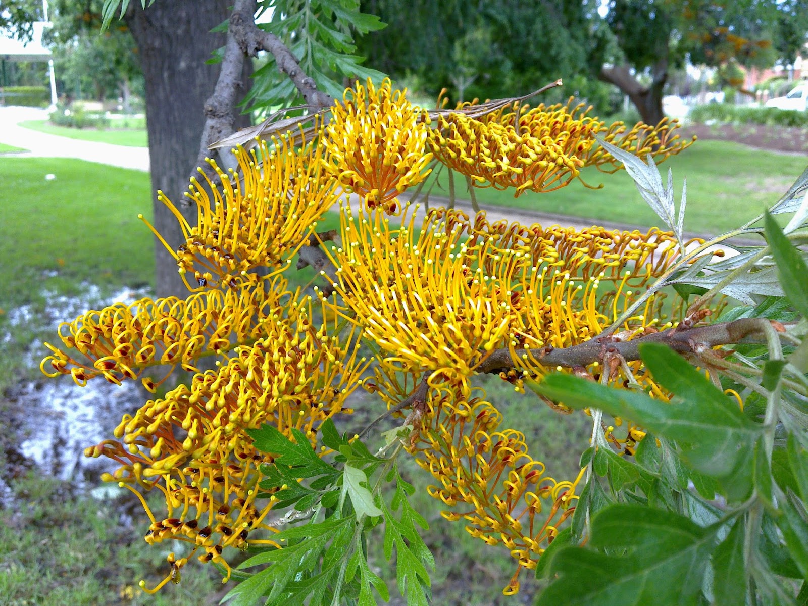 Plant World Grevillea robusta