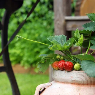 Women micro-gardening strawberries in Africa