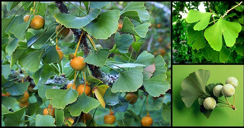 How to Get Rid of White Patches on Skin Vitiligo