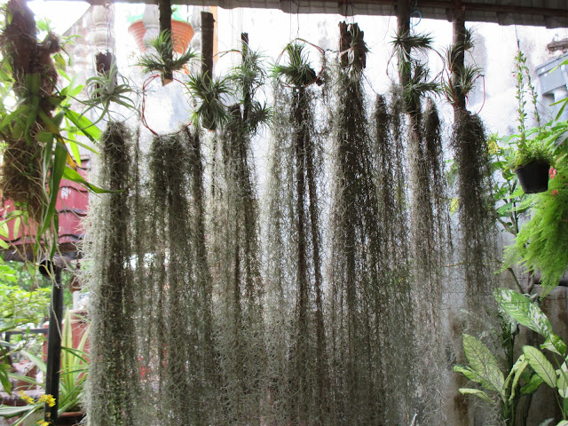 Garden Chronicles of James David: Airplants and Spanish Moss - Updates.