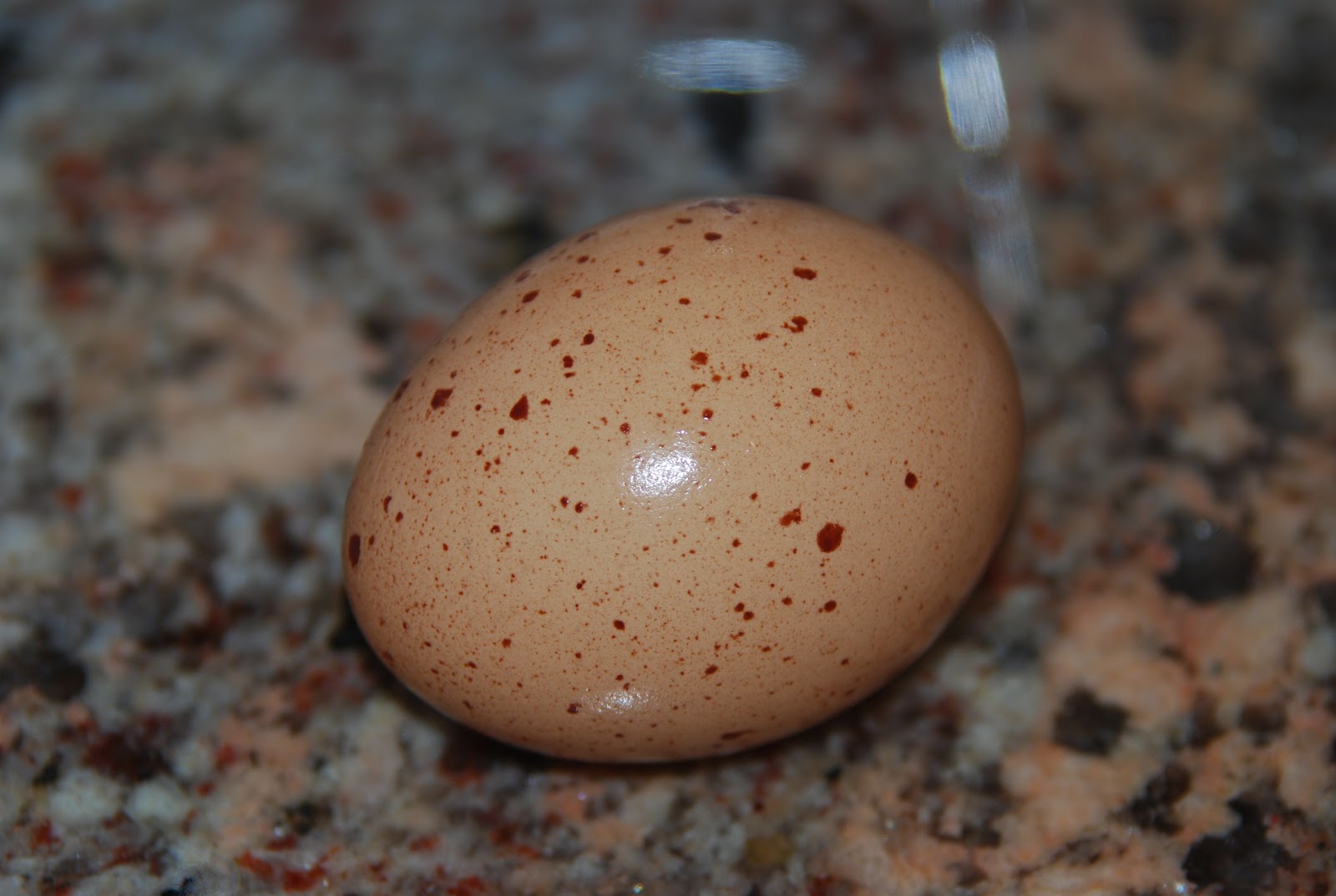 Яйца болтуны красивые фото и картинки