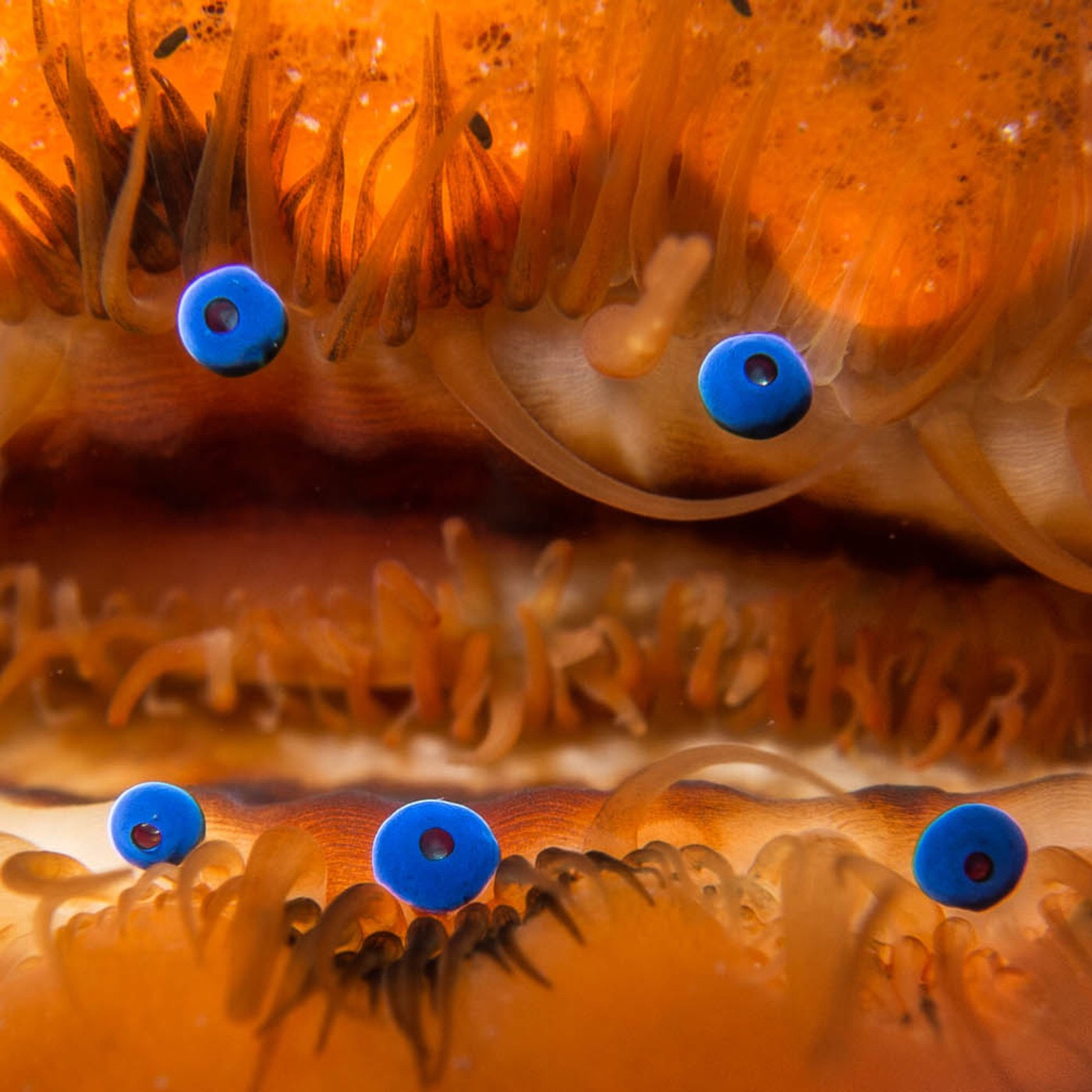 Тайны морского глаза. Морской глаз. Глаза ракообразных. Морской гребешок глаза.