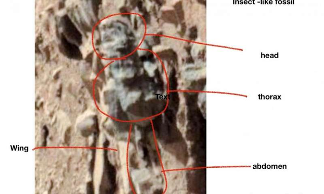 Entomologist claims "These photos show evidence of life on Mars"  Insects%2Bon%2BMars%2B%25281%2529