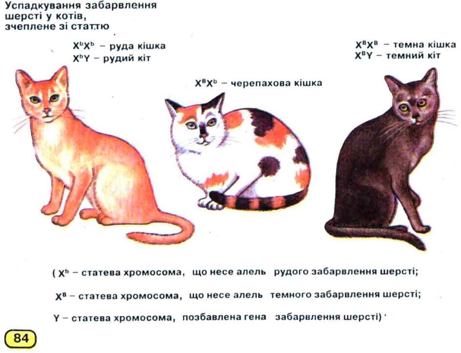 Ген короткой шерсти а у кошек. Сколько хромосом у кошки. Хромосомы кошки. Хромосомный набор кошки. Черепаховая окраска кошек генетика.