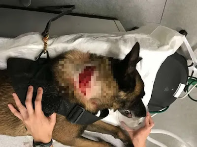 Perro policía es acuchillado al detener a asaltante