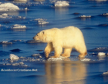 El Polo Norte se derrite calentamiento global