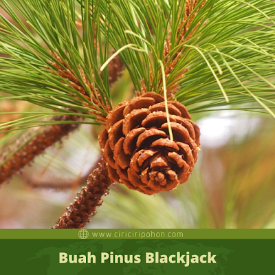 Ciri Ciri Buah Pinus Blackjack