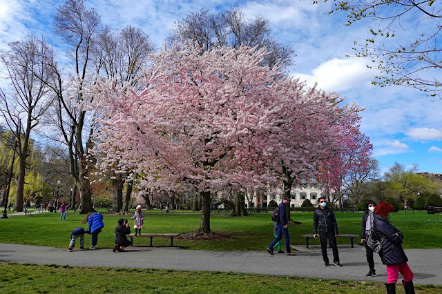 Joe's Retirement Blog: Cherry Trees, Public Garden, Boston ...