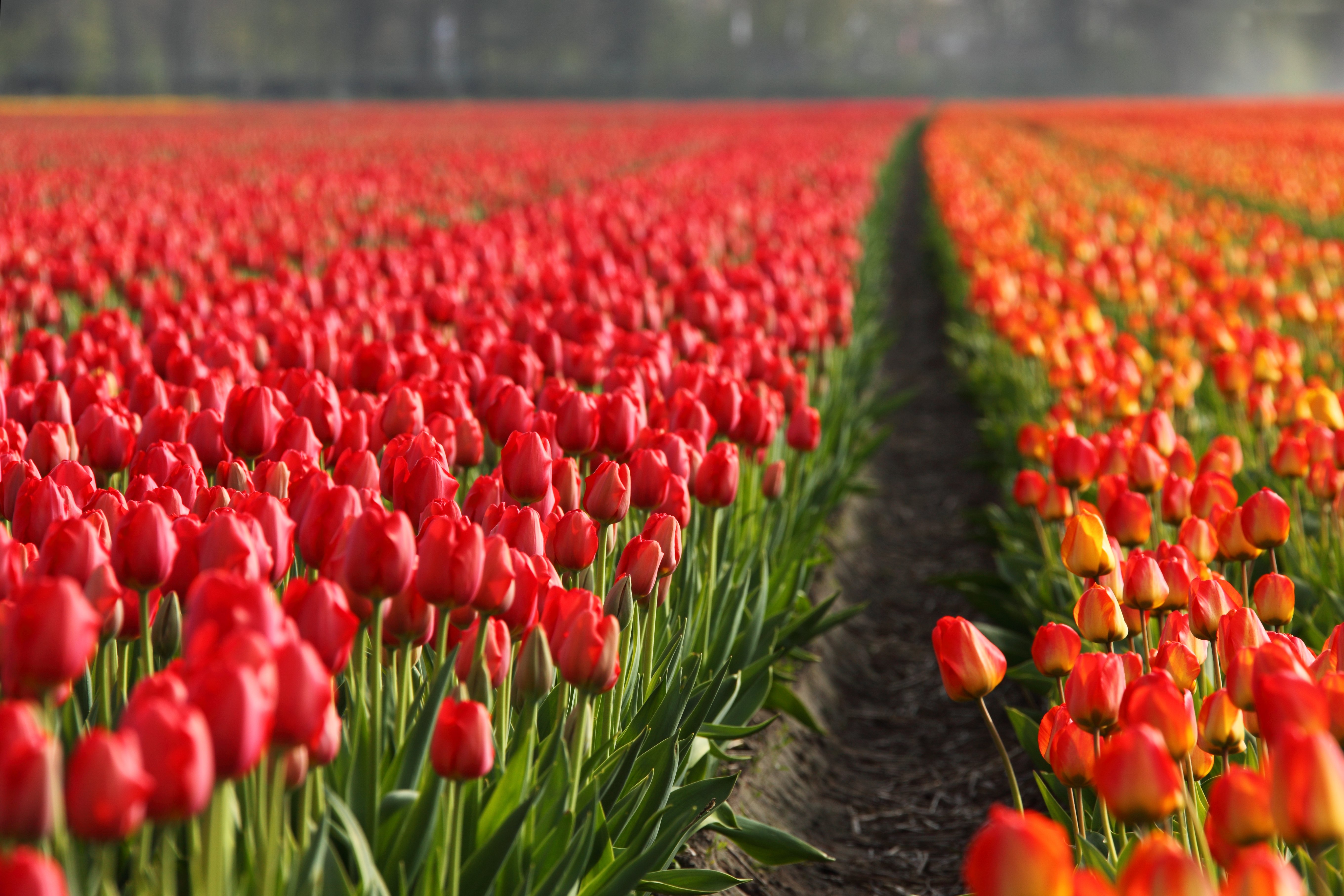 Поле тюльпанов. Тюльпановые поля Нидерланды махровые тюльпаны. Тюльпаны красные плантация Голландия. Голландия тюльпаны срекартина. Поле жёлто красных тюльпанов в Голландии.