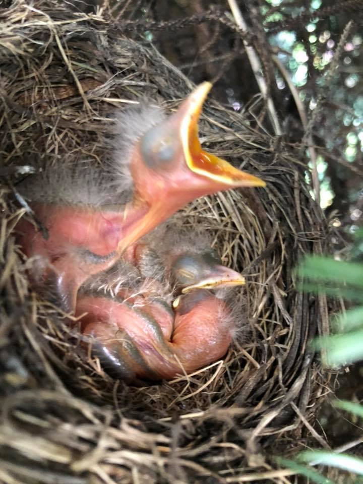 Life Inside the Page Nature Baby Robins In A Birds Nest