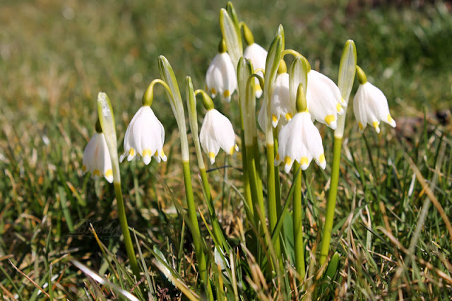 Märzenbecher auf der Wiese