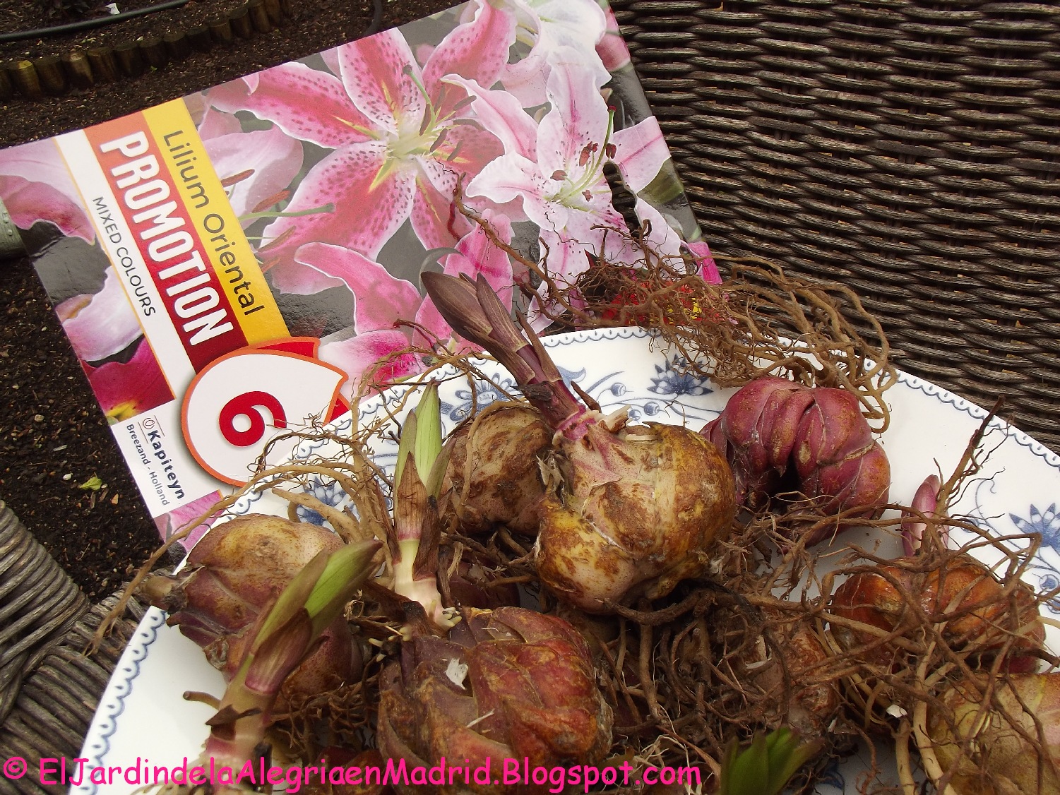 para justificar prometedor Capataz El jardín de la alegría : Bulbos de Lilium orientales (azucenas)