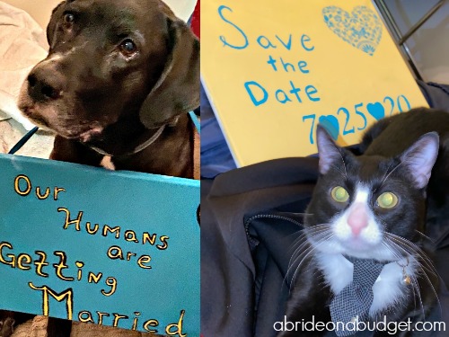 Do you have a furbaby? If you want to incorporate your pet into your wedding day, you definitely can! But you should read this post from www.abrideonabudget.com.
