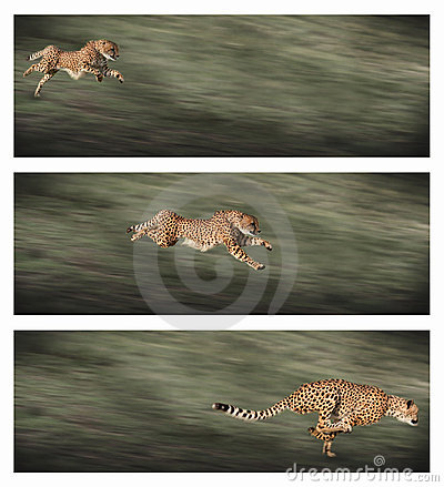 Easy Way (A Blog For Children): THE FASTEST ANIMAL ON THE EARTH!