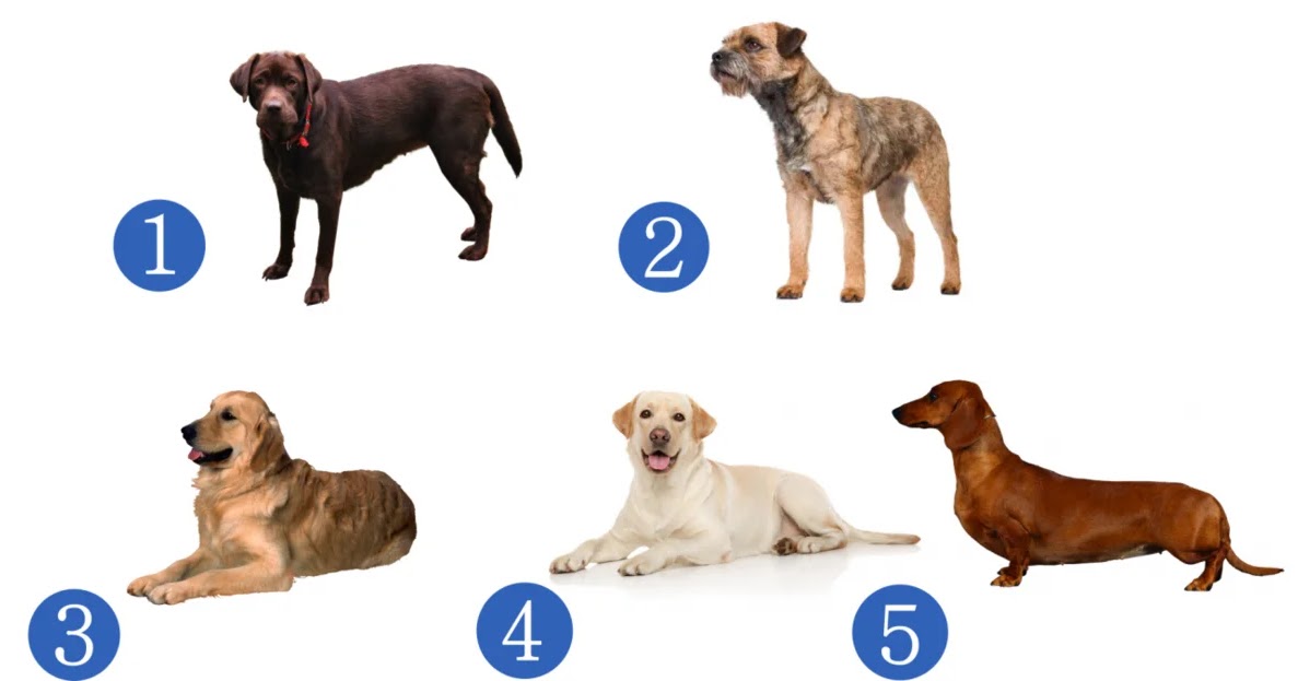 Тест выбрать из пяти собак. Половина собаки. Тест выбери собаку. Выберите песика и узнайте.