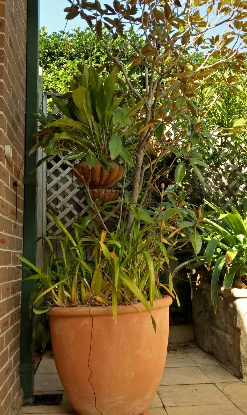 T H E R O S E B A N K D I A R I E S The Butterfly Friendly Garden