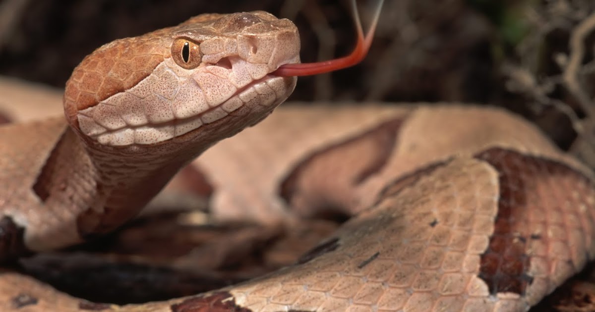Lame Cherry Marse Donald, American Copperhead for Peace