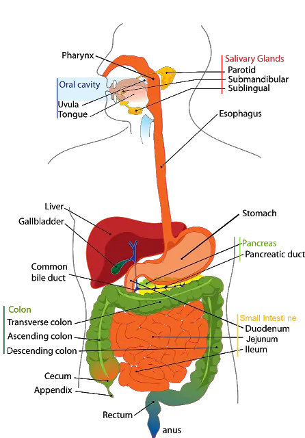 functioning of Digestive System ways of functioning of Digestive System