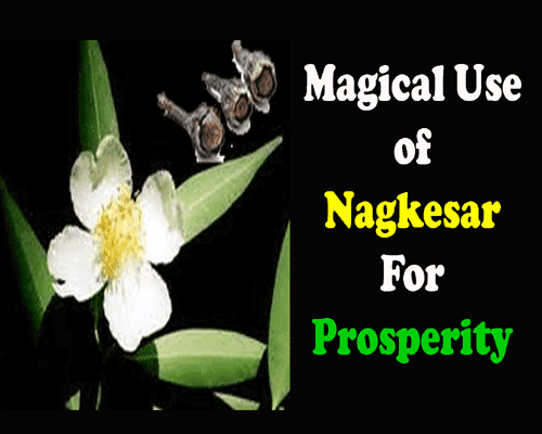 how to use nagkesar herb in astrology to remove problems of life