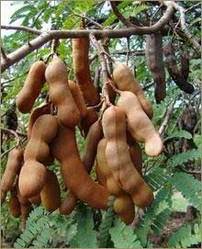 AMLIKA (Tamarindus Indica)