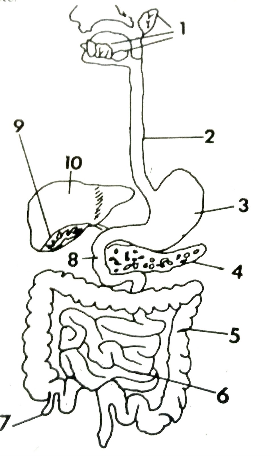 الجهاز التنفسي رسم الجهاز التنفسي رسم