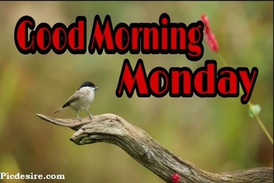 Good Morning Monday | 15+ Best Good Morning Monday Images Good Morning Monday | 15+ Best Good Morning Monday Images